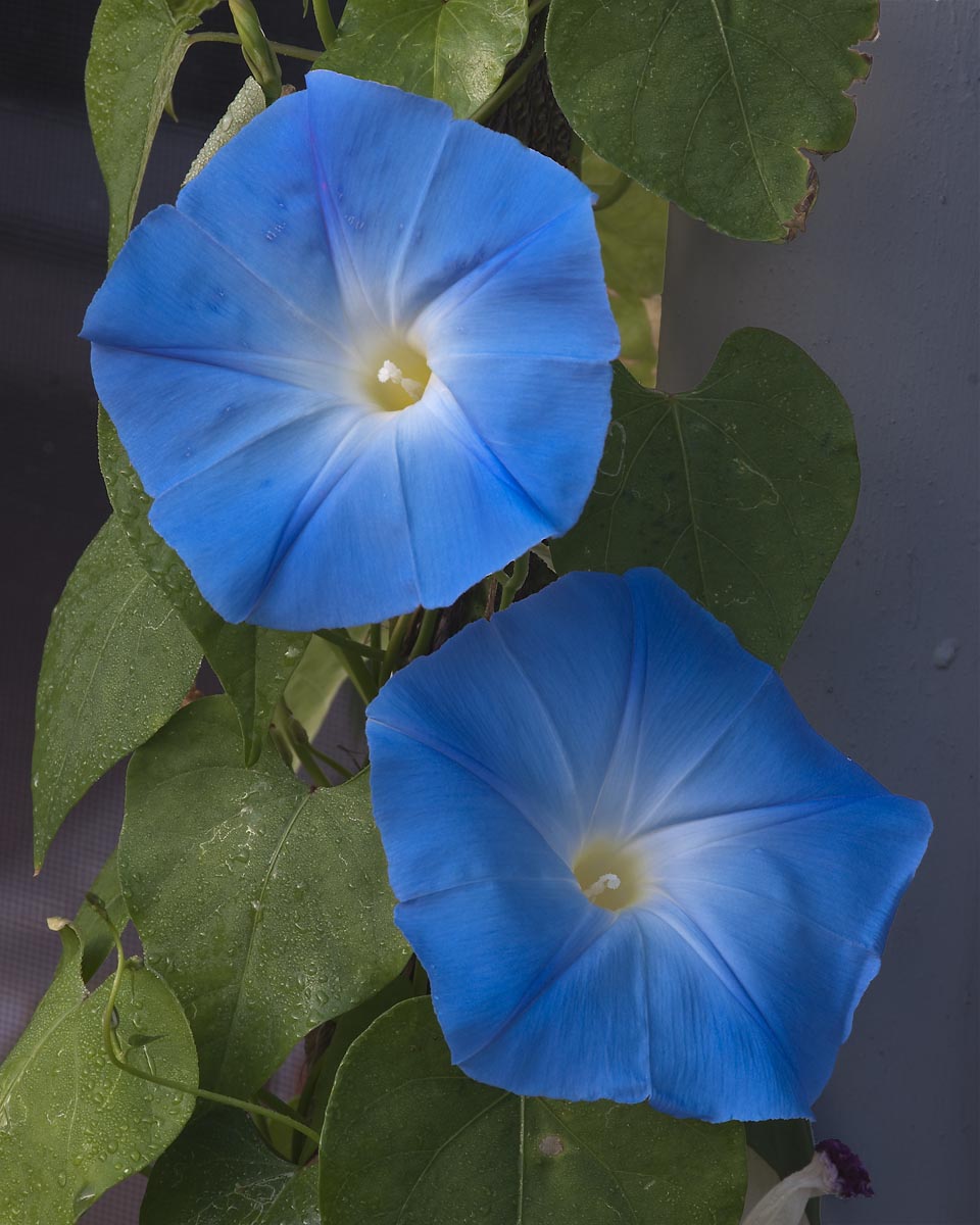 My Image 84