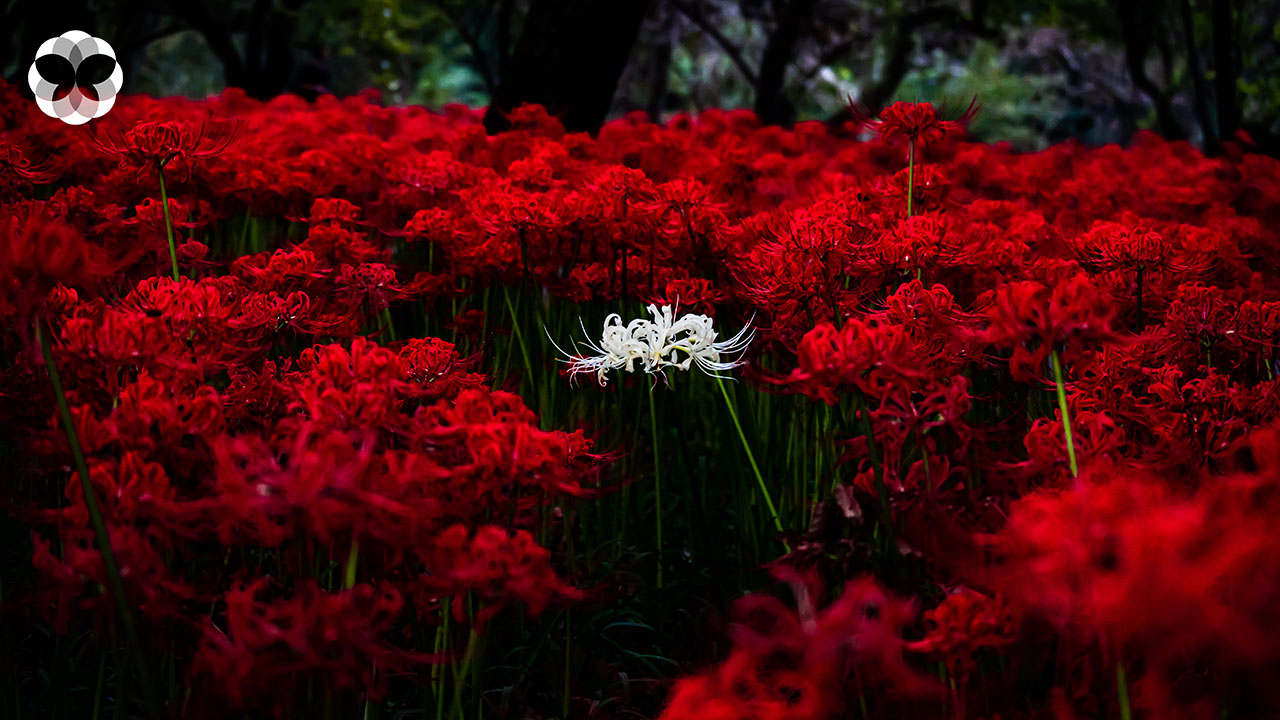 ‘ลิลลี่สีเลือด’ ดอกไม้ที่มากับความตายในประเทศญี่ปุ่น
